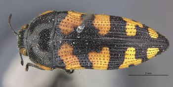 Media type: image;   Entomology 8023 Aspect: habitus dorsal view